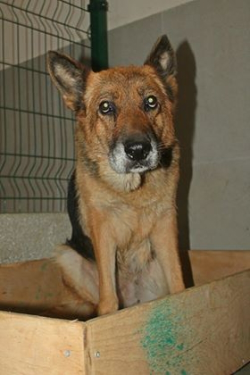 გერმანული ნაგაზი უსახელო