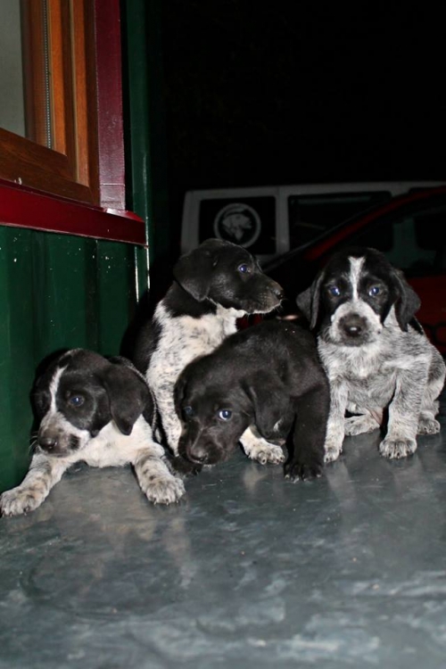 კურცხაალის მეტისი უსახელო