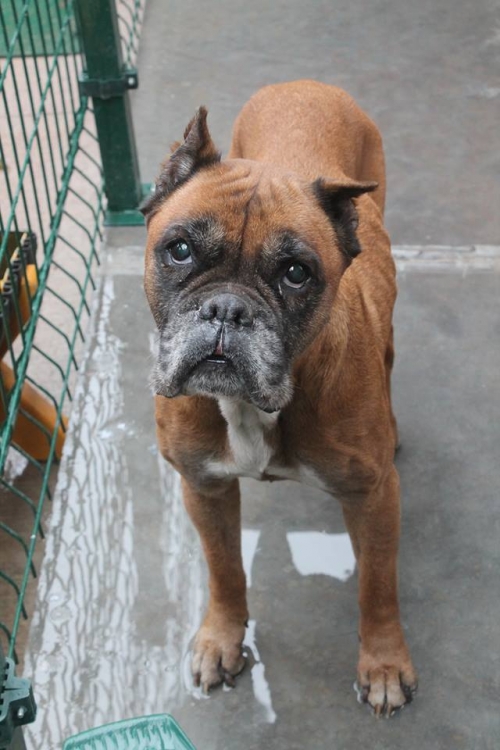 ბოქსიორი უსახელო