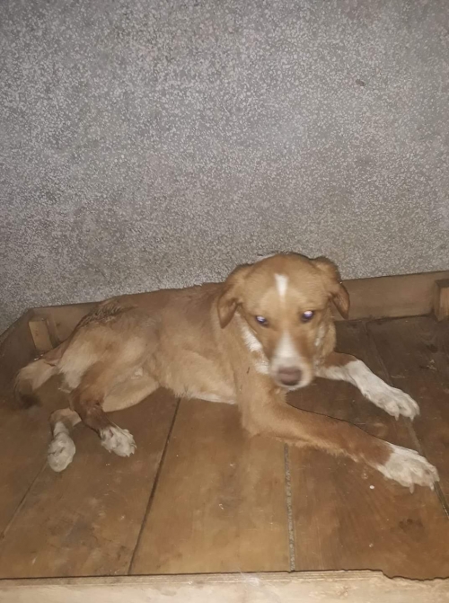 მეტისი გორი