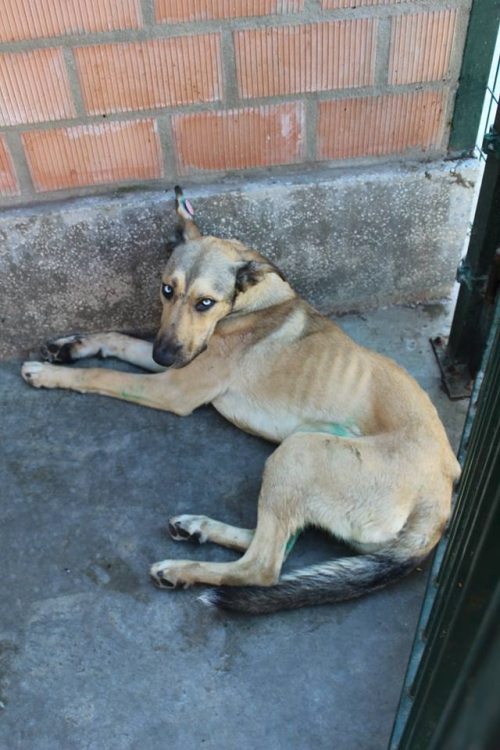 მეტისი მაქსი