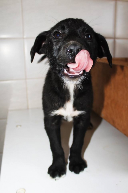 მეტისი უსახელო