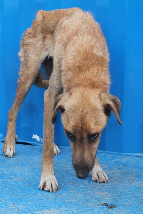 მეტისი უსახელო