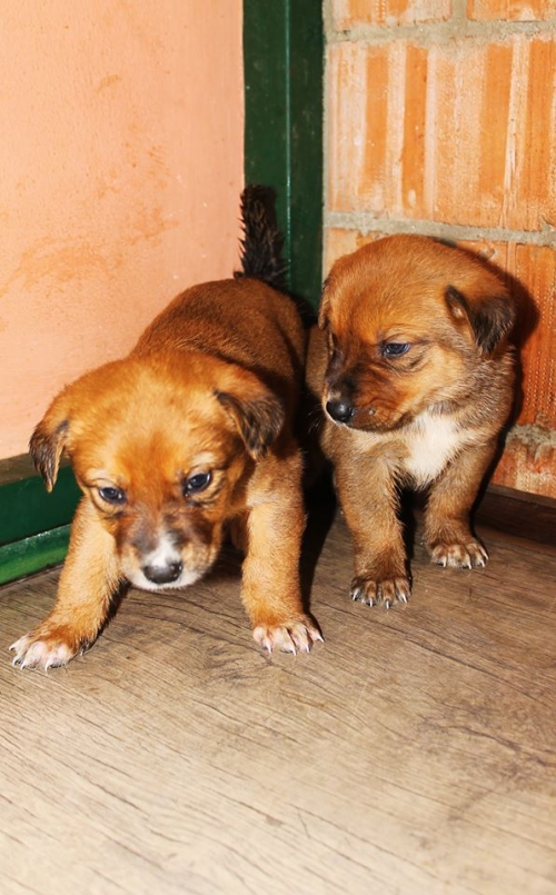 მეტისი უსახელო