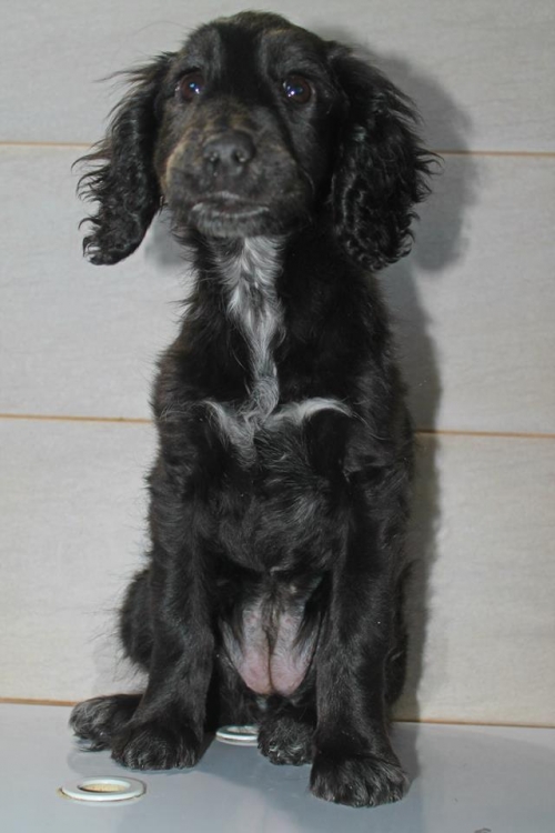 კოკერსპანელის მეტისი ბიბი