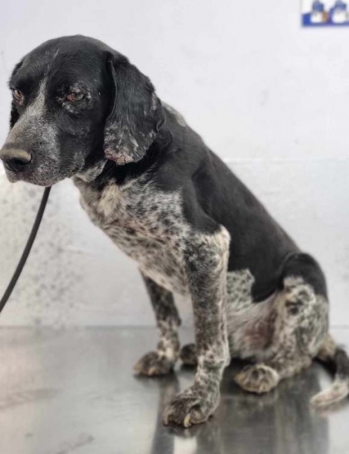 მეტისი დიდიდიღომი იმედის კლინიკის მიმდებარე ტერიტორია