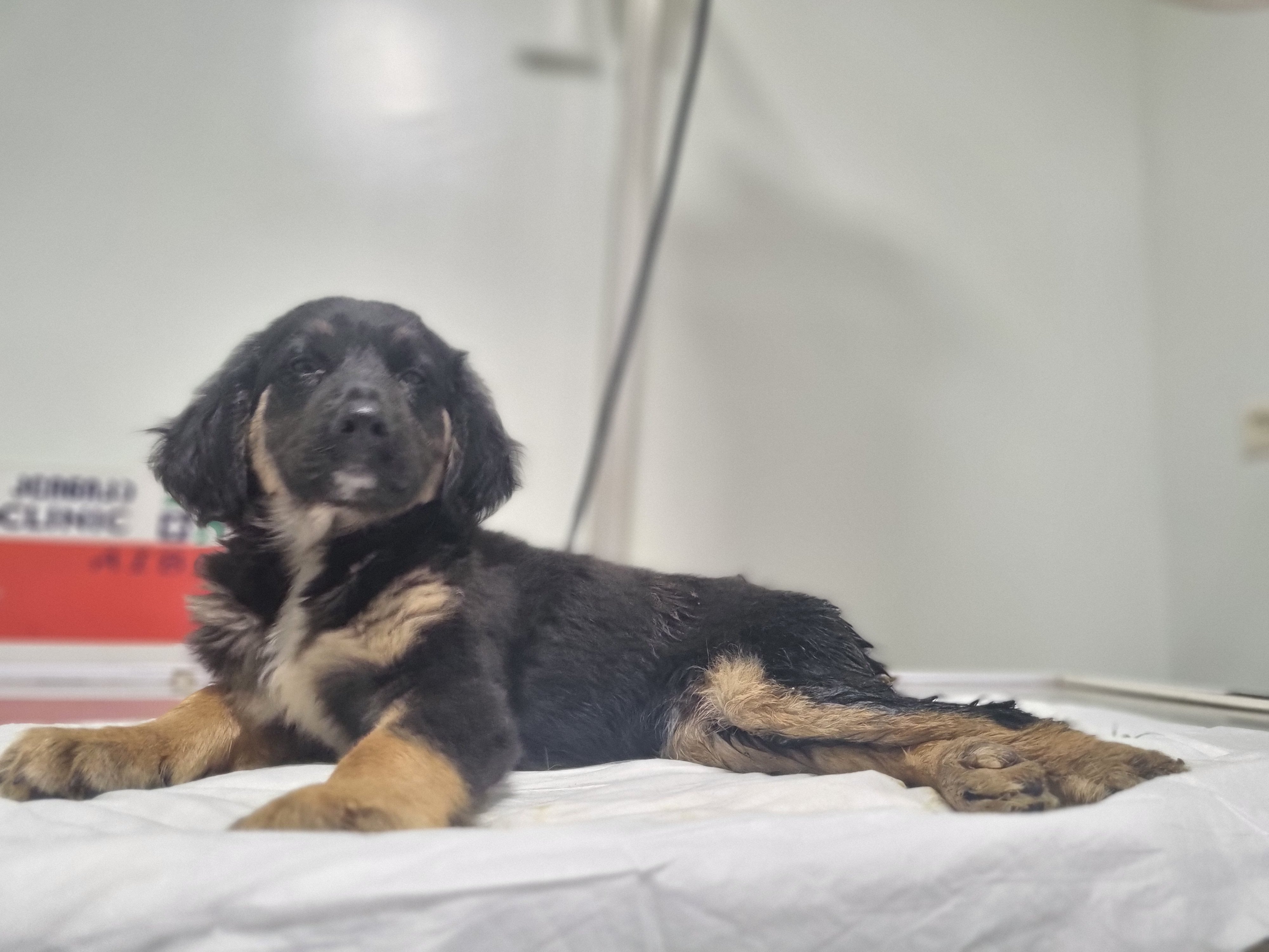 მეტისი. ავჭალა