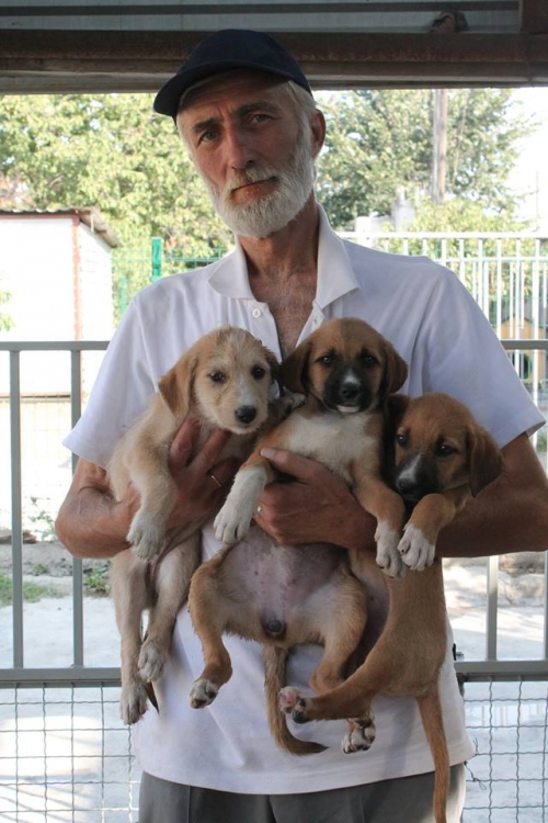 მეტისის ლეკვები უსახელო