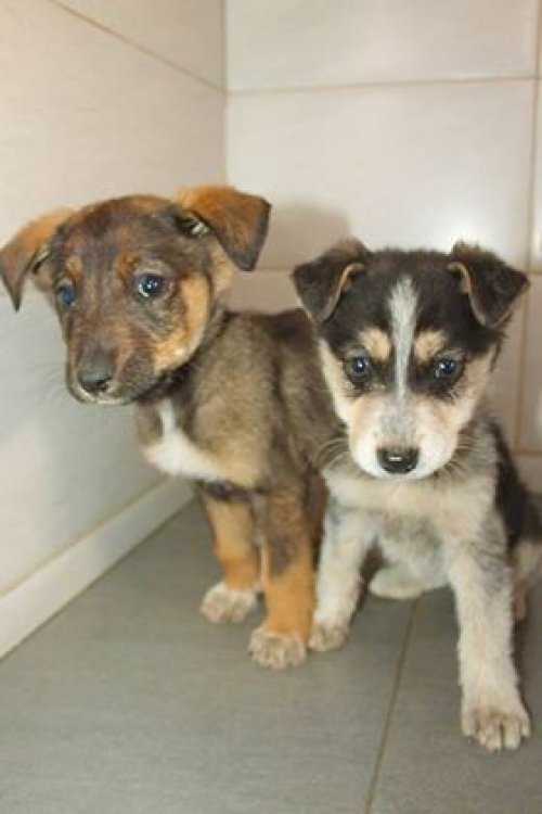 ქართული ქოფაკი უსახელო