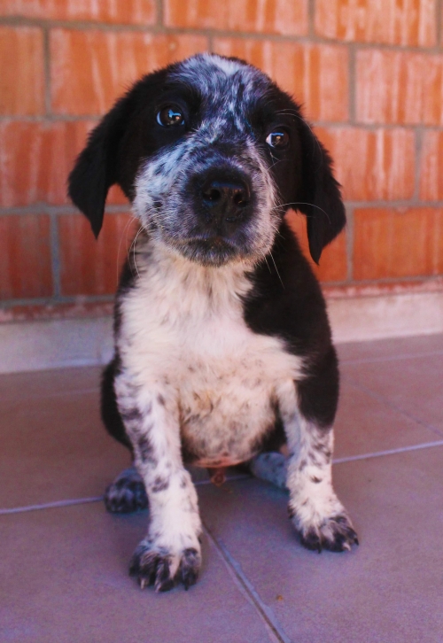 რუსული კოკერ სპანელი უსახელო