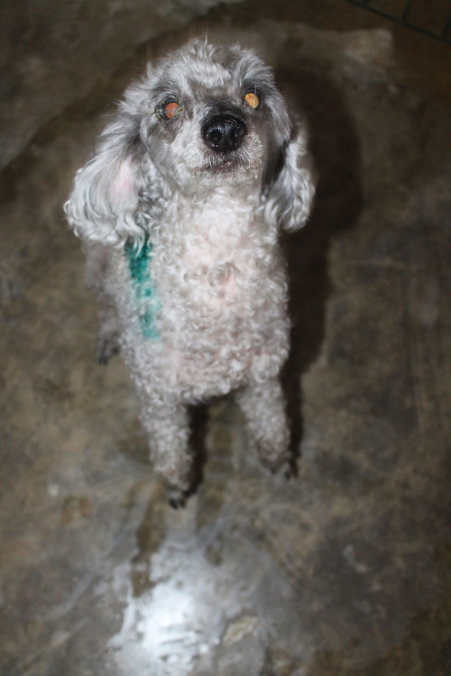 პუდელი უსახელო