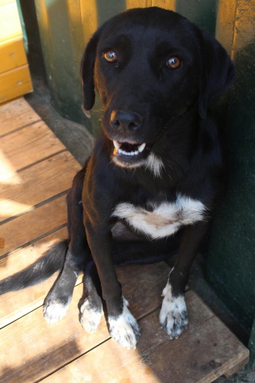 მეტისი ლედი