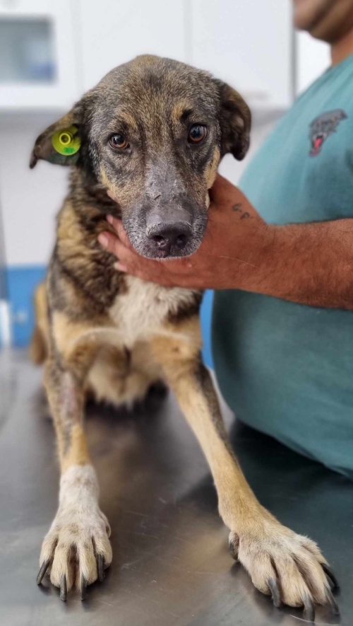 მეტისი უასახელო