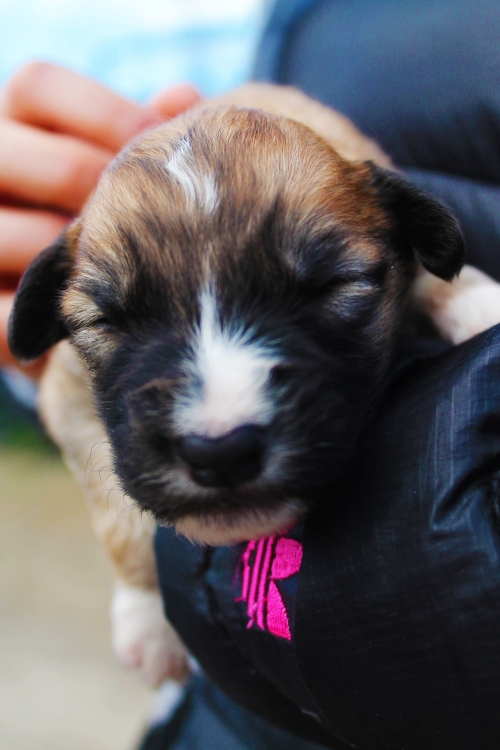 მეტისი უსახელო