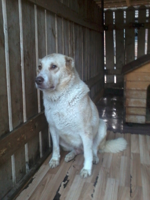 ქართული ნაგაზი ლედი