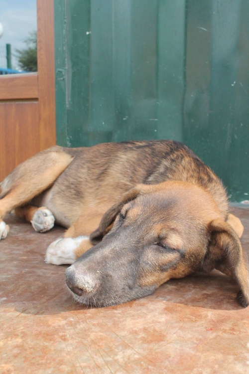 მეტისი უსახელო