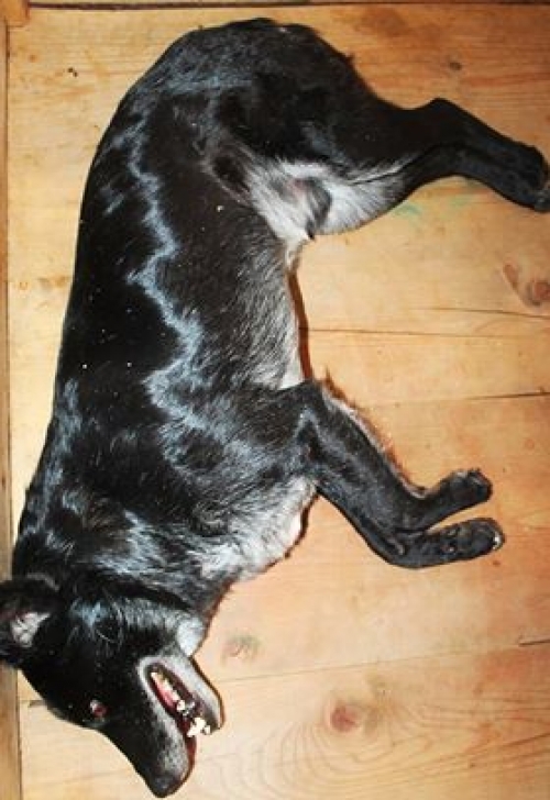 მეტისი მურა