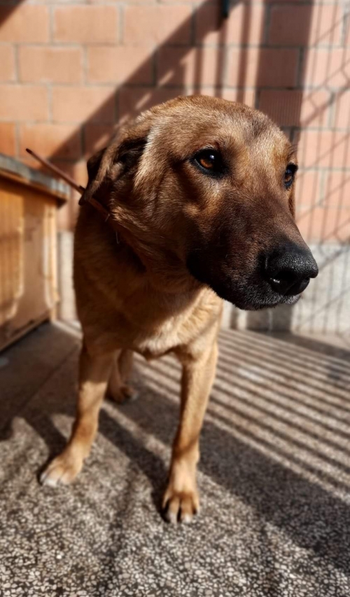 მეტისი ბათურა