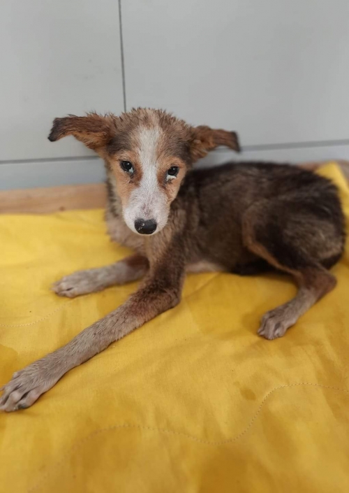 მეტისი სამგორის მეტრო