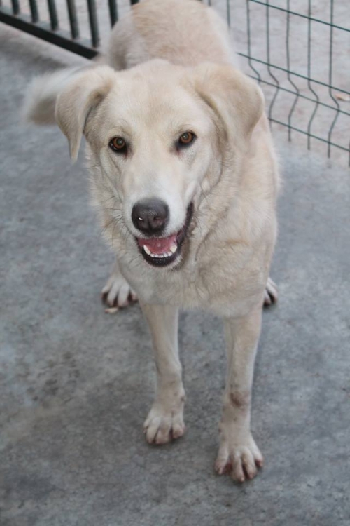 მეტისი ლუსი