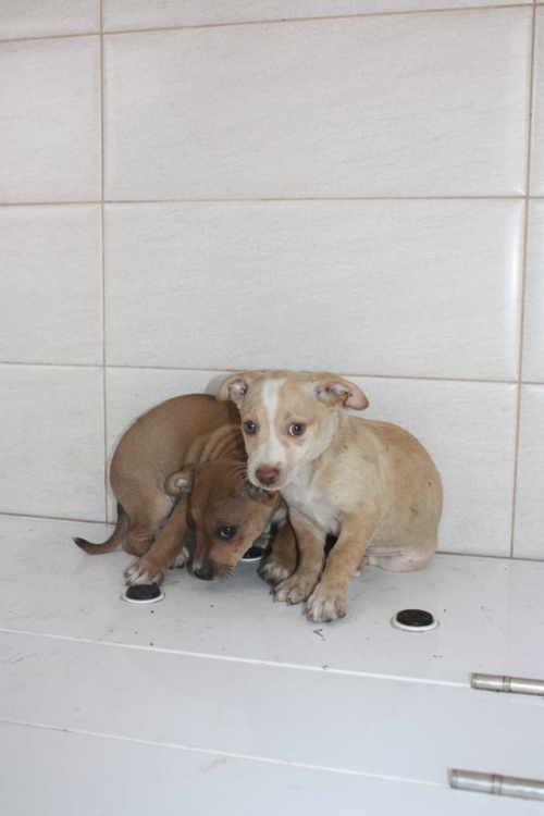 მეტისის ლეკვები უსახელო