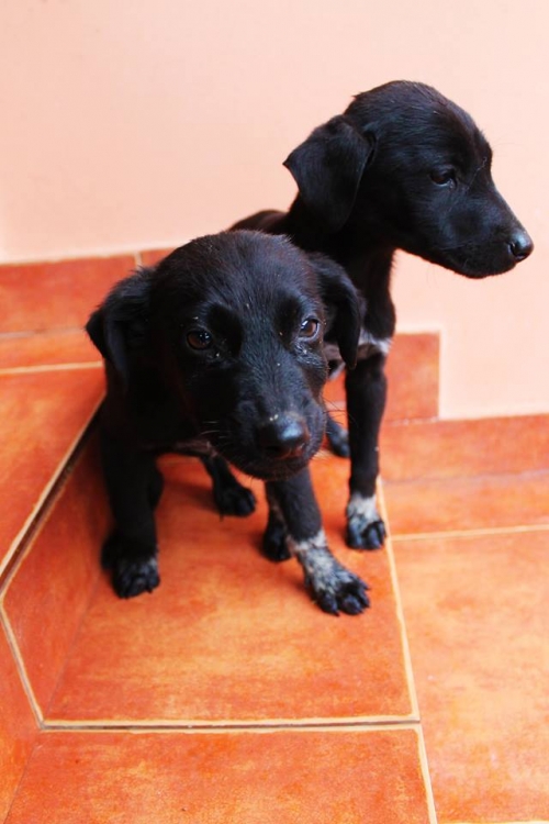 მეტისის ლეკვები უსახელო