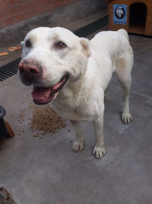 ქართული ნაგაზი უსახელო