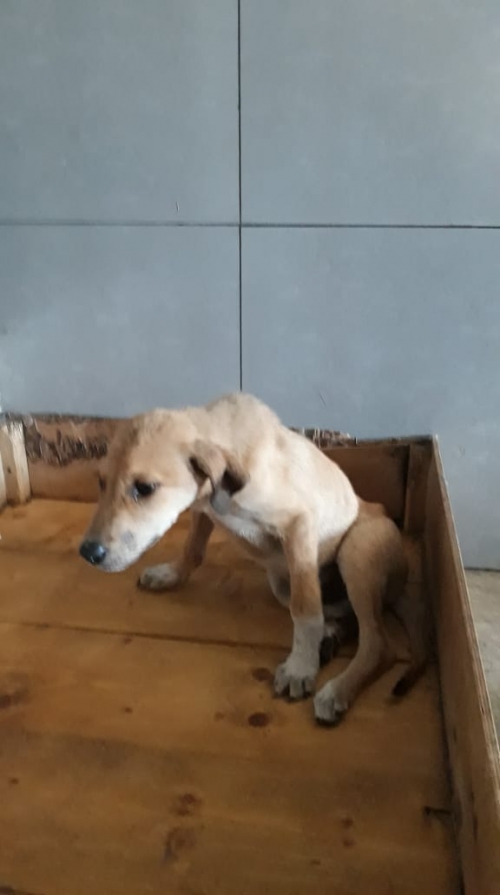 მეტისი უსახელო