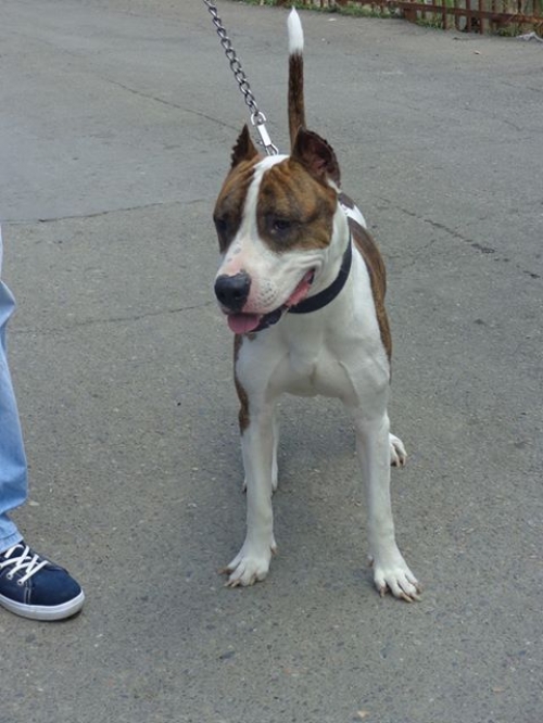 პიტი გუჩი