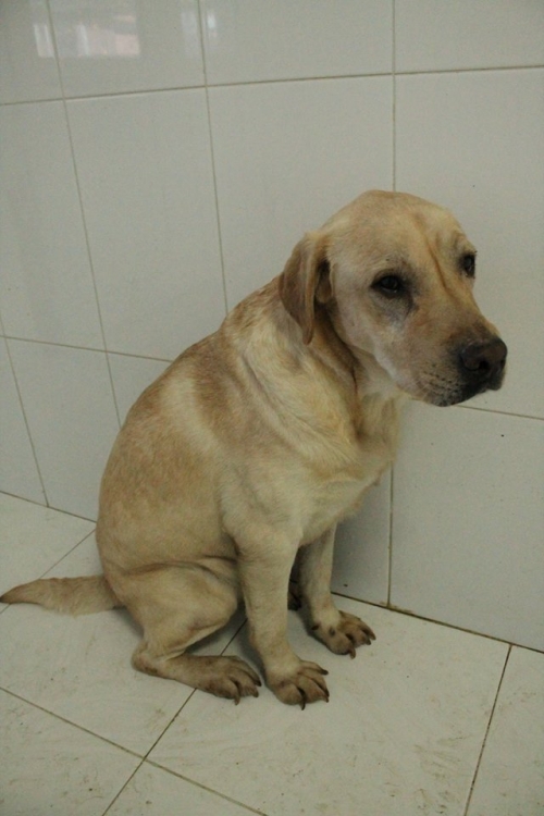 ლაბრადორი უსახელო