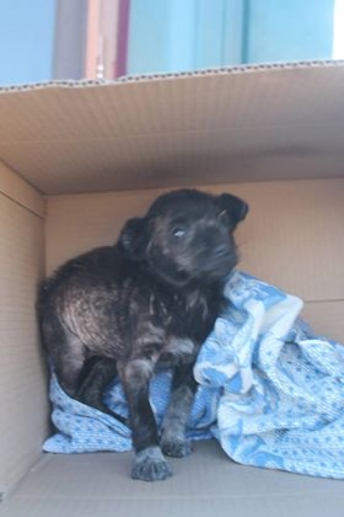 მეტისი უსახელო