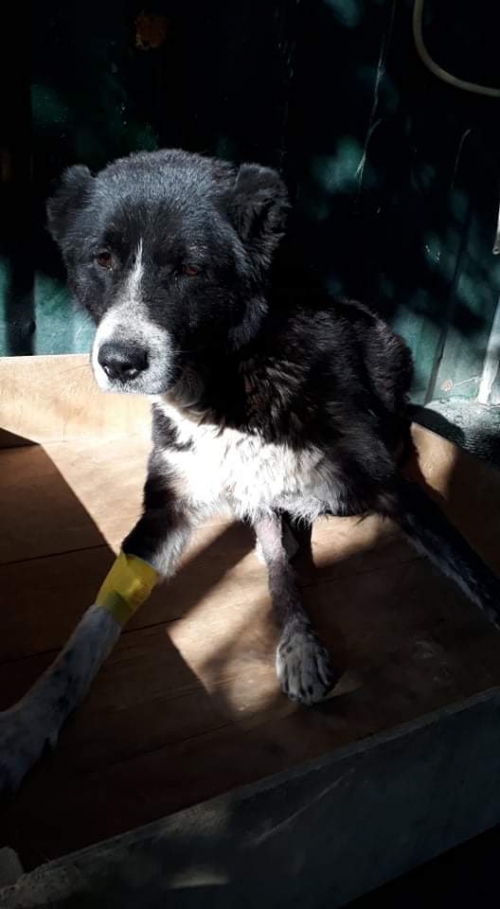 ქართული ქოფაკი უსახელო