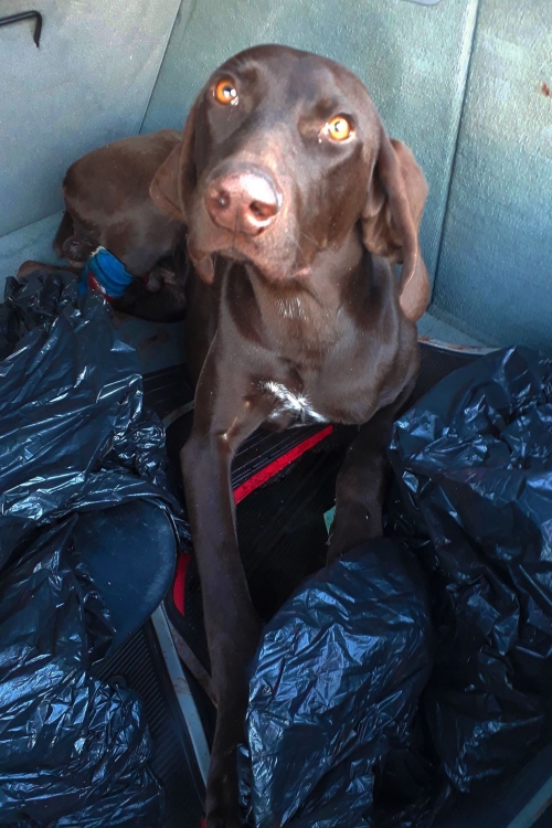 კურცხაარი ჯანგო