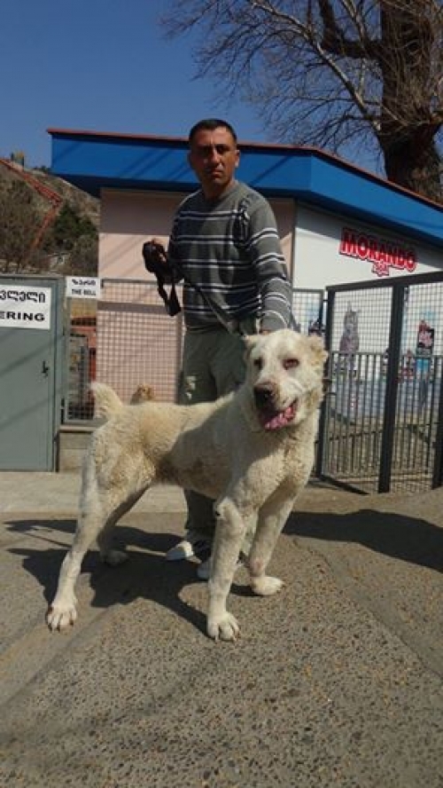 ქართული ნაგაზი ლედი