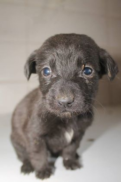 მეტისი უსახელო