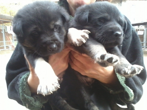 მეტისის ლეკვები უსახელო