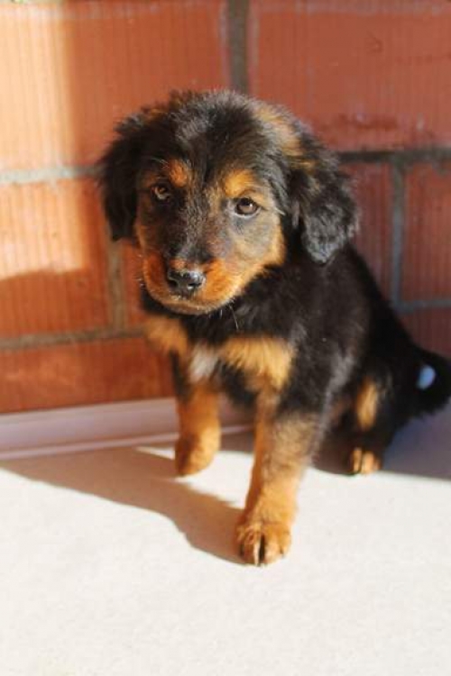 მეტისი უსახელო