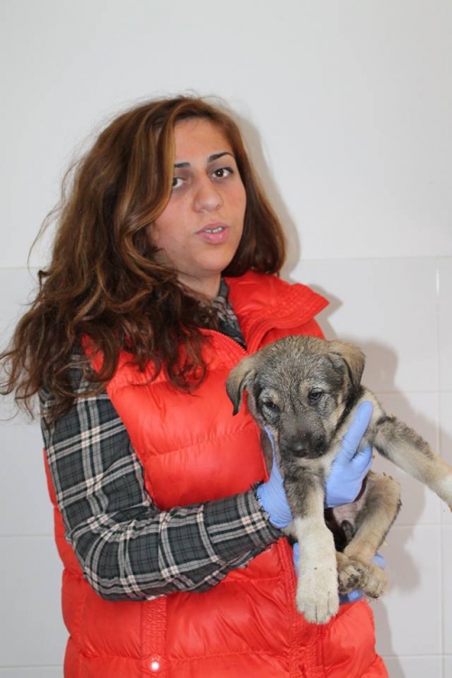 მეტისი უსახელო