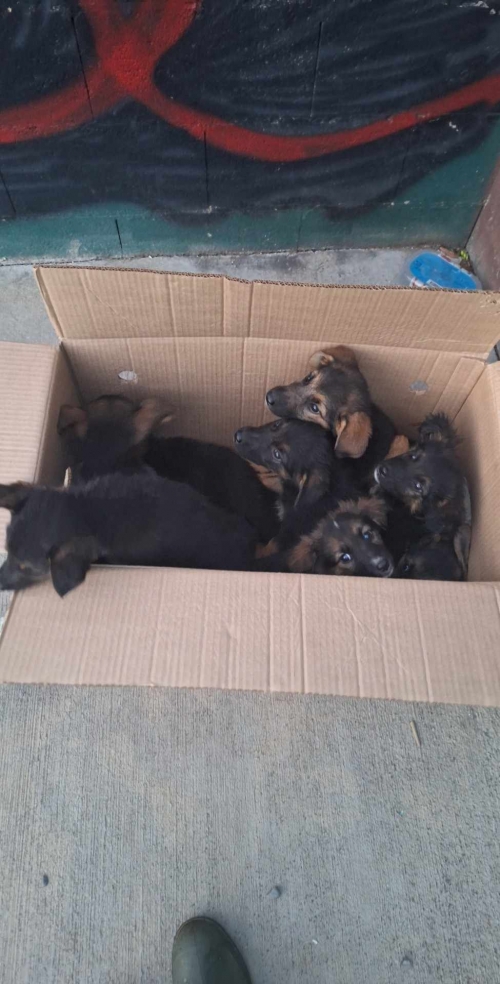 მეტისი დატოვეს თავშესაფარ თან