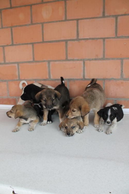 მეტისის ლეკვები უსახელო