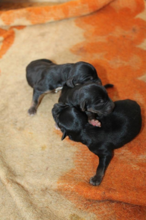 მეტისის ლეკვები უსახელო