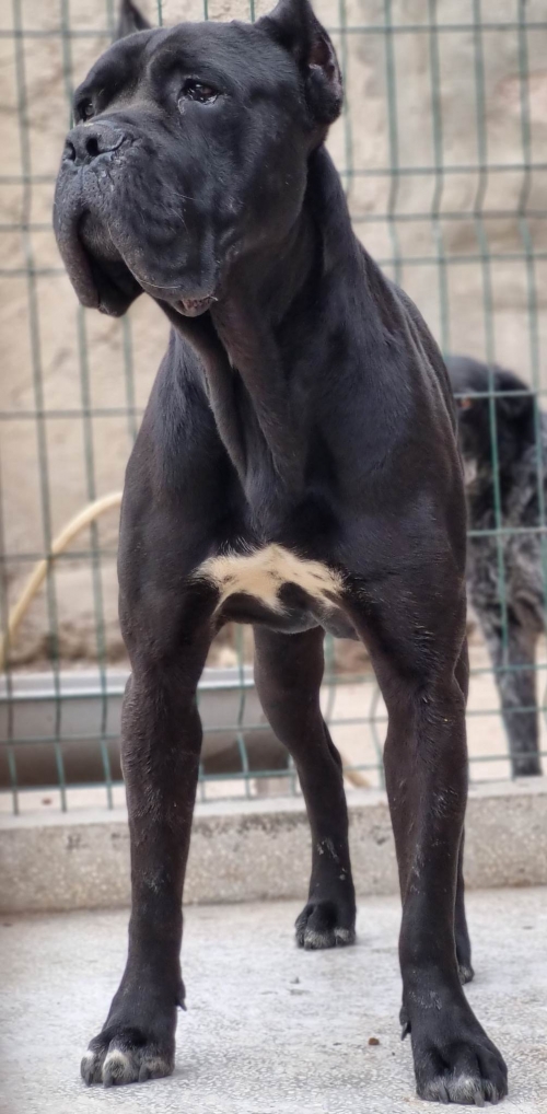 მეტისი ვარციხე