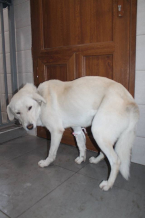 მეტისი კუსა