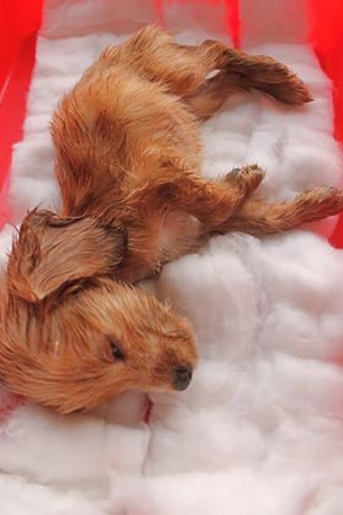 სპანიელის მეტისი უსახელო