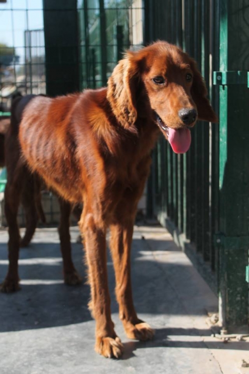 სეტერი უსახელო