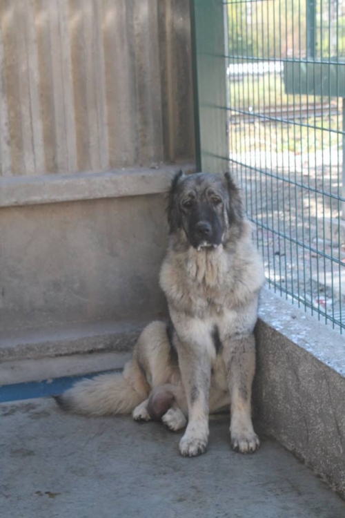 ქართული ნაგაზი მოლი