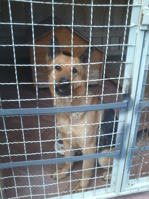 გერმანული ნაგაზი მაქსი