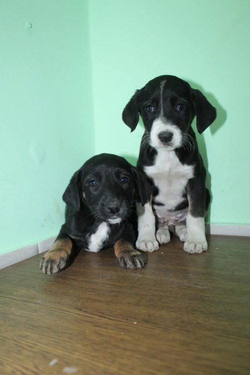 მეტისის ლეკვები უსახელო