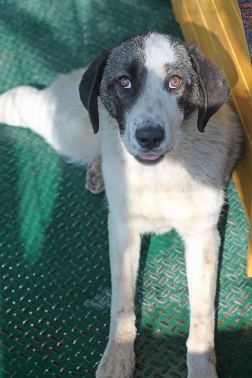 მეტისი უსახელო