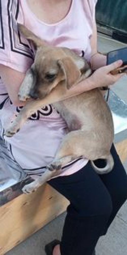 მეტისი გლდანი 1 მკ.